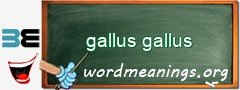 WordMeaning blackboard for gallus gallus